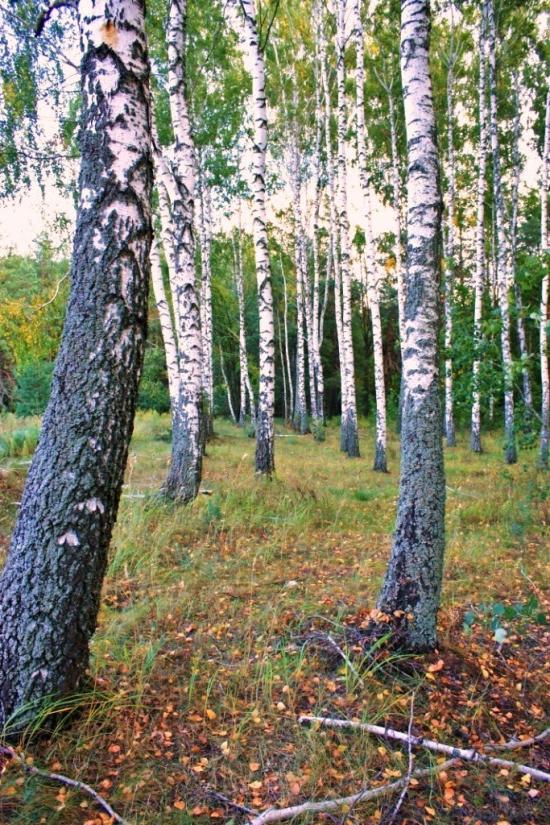 Бурімка з panoramio.com - Burimka