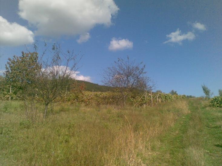 Холмовець з panoramio.com - Холмовец