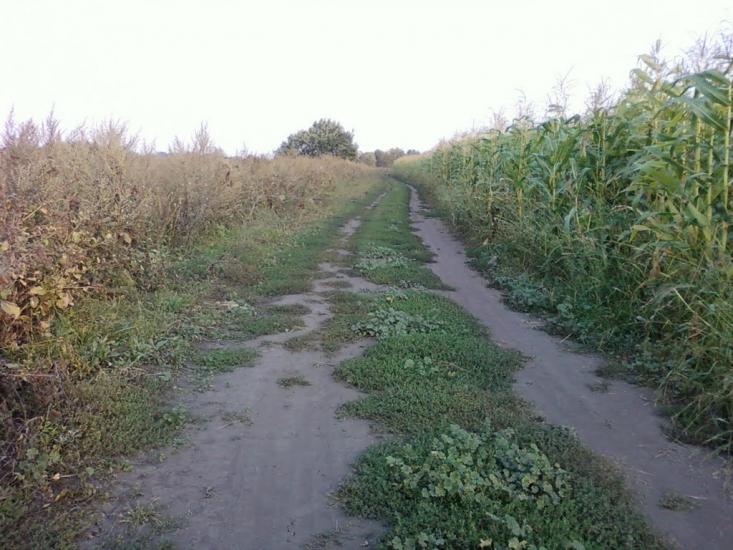 Сальник з panoramio.com - Сальник