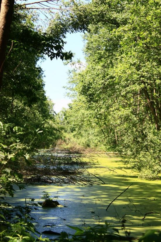 Княжичі з panoramio.com - Княжичі