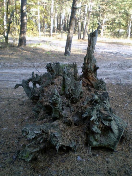 Підлісне з panoramio.com - Pidlisne