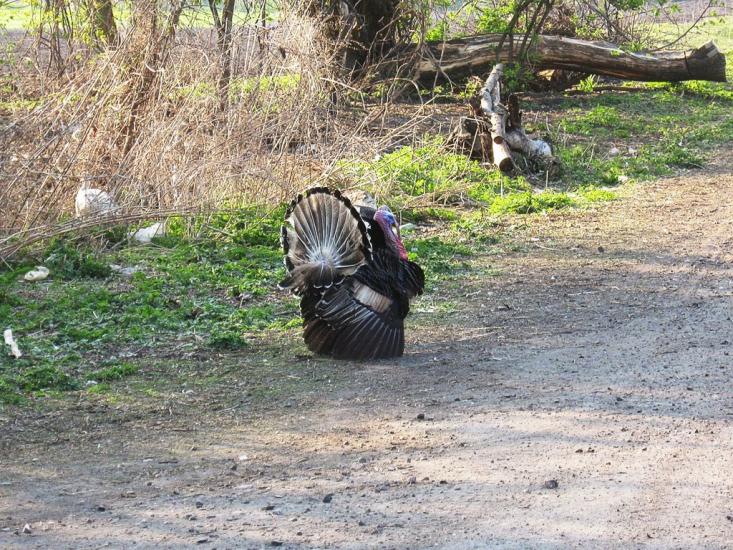 Єлизаветівка з panoramio.com - Єлизаветівка