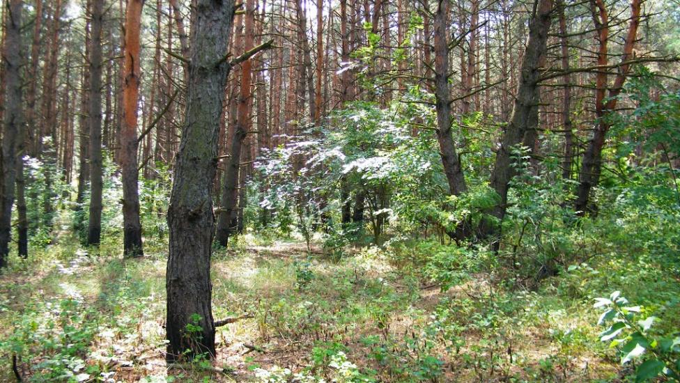 Дзержинське з panoramio.com - Дзержинское