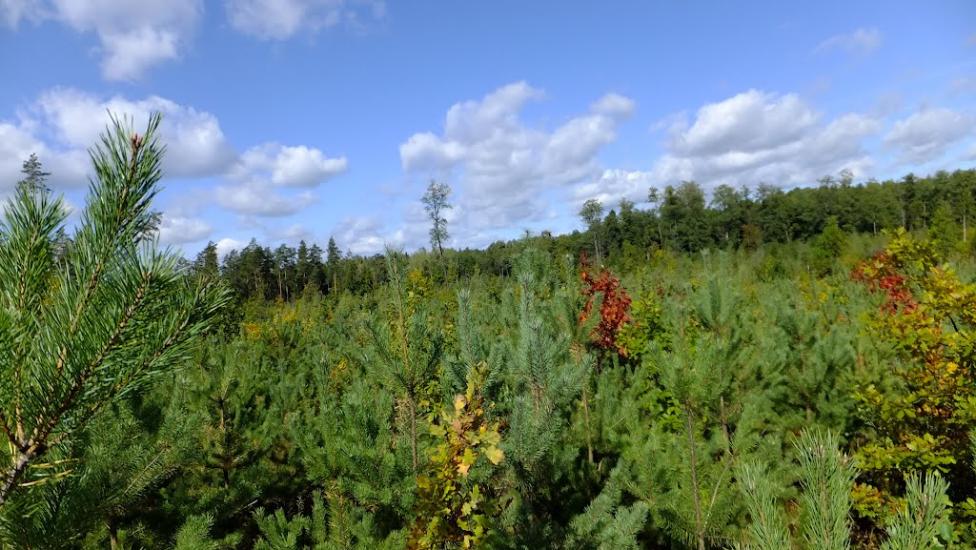 Нова Мощаниця з panoramio.com - Новая Мощаница