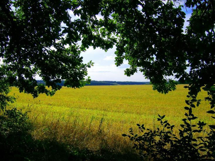 Шевченкове з panoramio.com - Шевченково