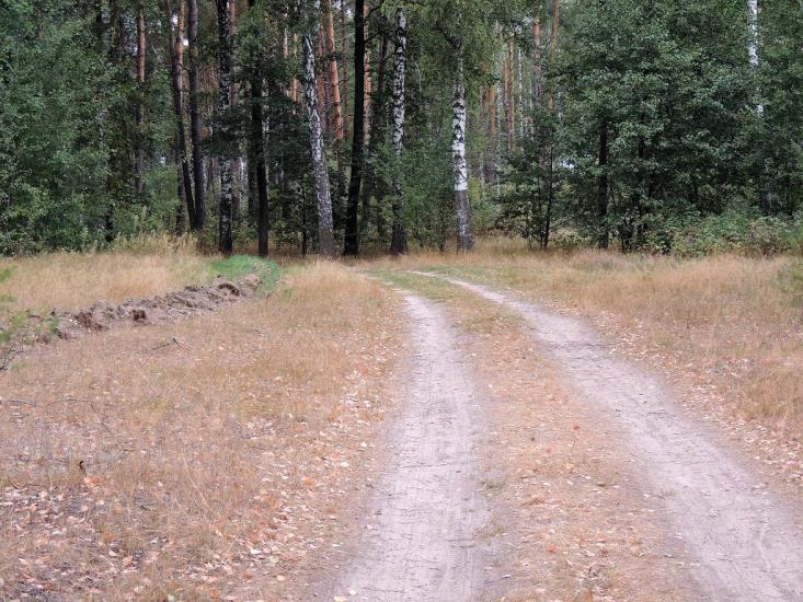Деревини з panoramio.com - Деревины