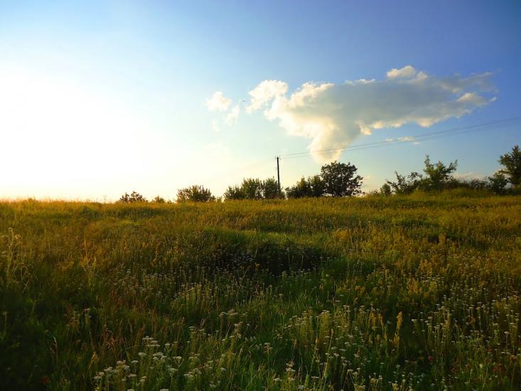 Дрозди з panoramio.com - Дрозди