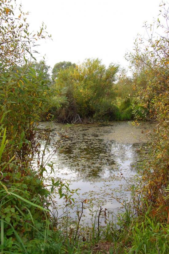 Вишевичі з panoramio.com - Vyshevychi