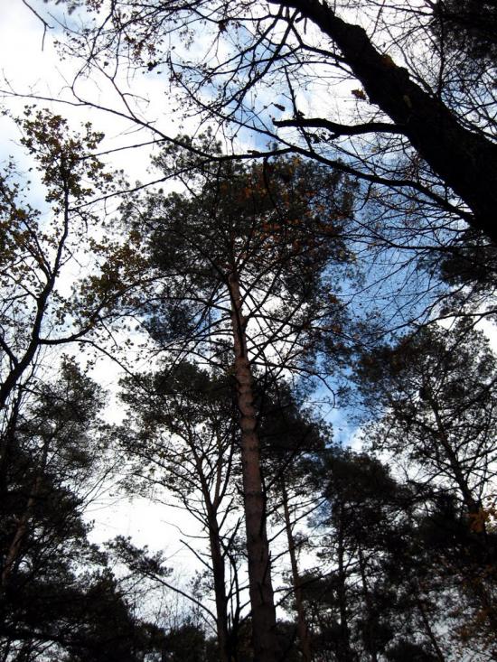Страдч з panoramio.com - Stradch