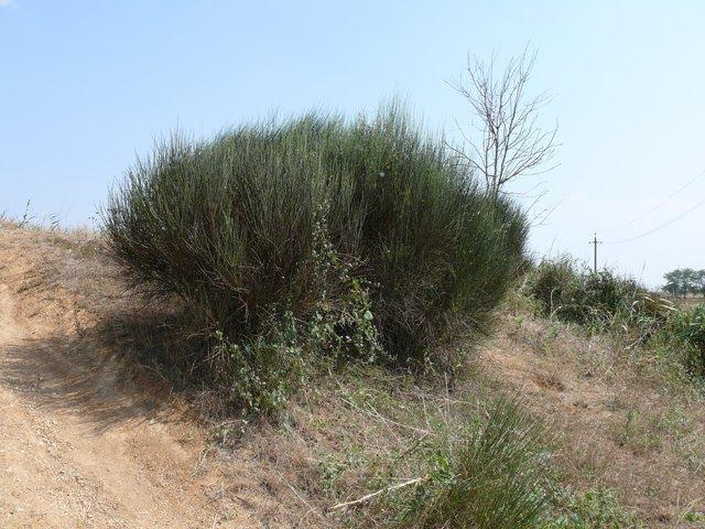 Віліне з panoramio.com - Віліне