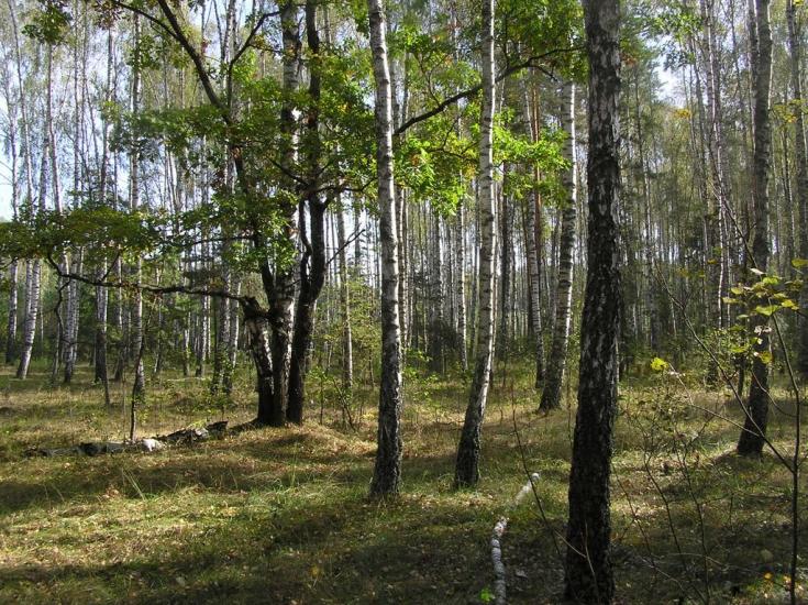 Струмок з panoramio.com - Струмок