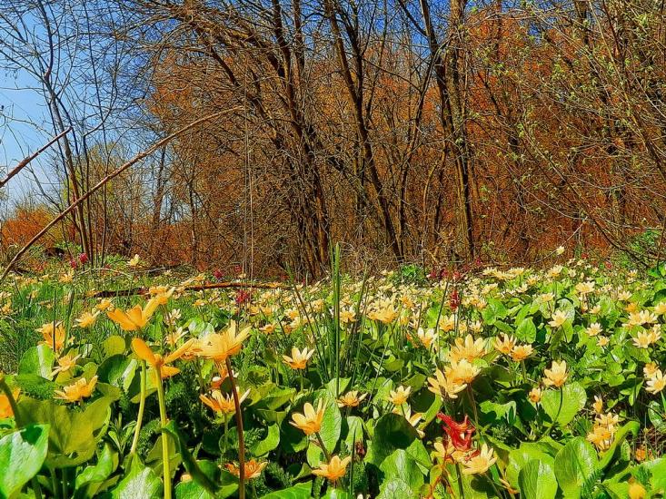 Олександрівське з panoramio.com - Александровское