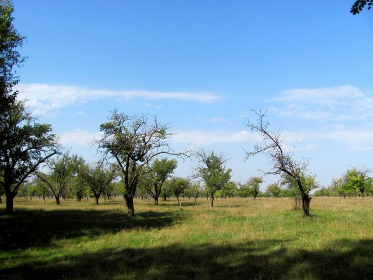Нетреба з panoramio.com - Нетреба