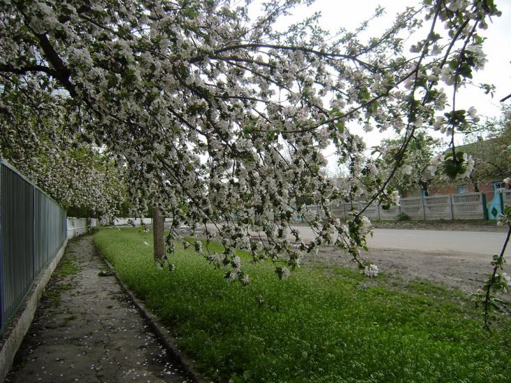 Кущинці з panoramio.com - Кущинцы