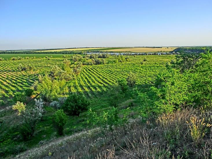 Балахівка з panoramio.com - Балаховка