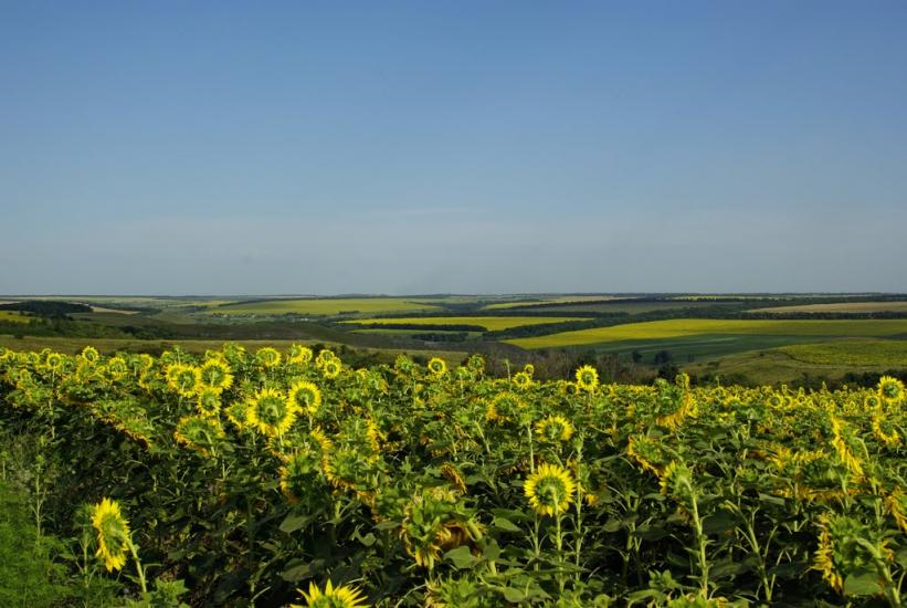 Білокузьминівка з panoramio.com - Білокузьминівка