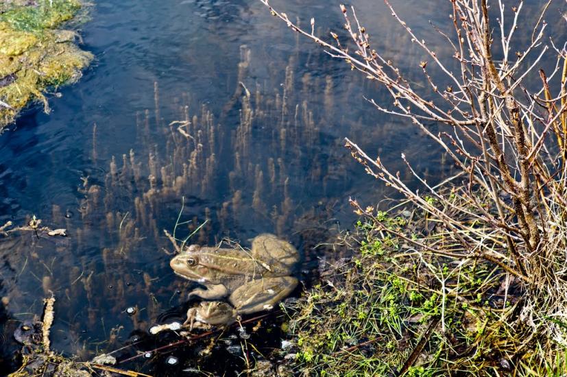 Хотімля з panoramio.com - Khotimlya