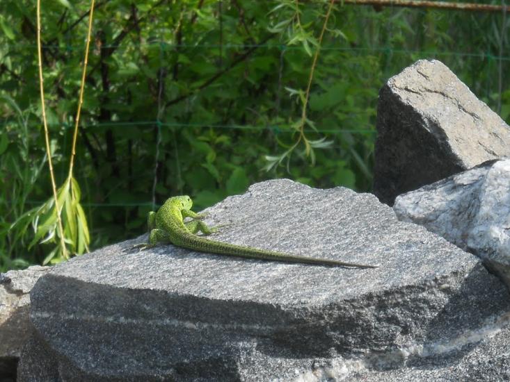 Комишуваха з panoramio.com - Комишуваха