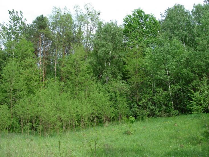 Мліїв з panoramio.com - Мліїв