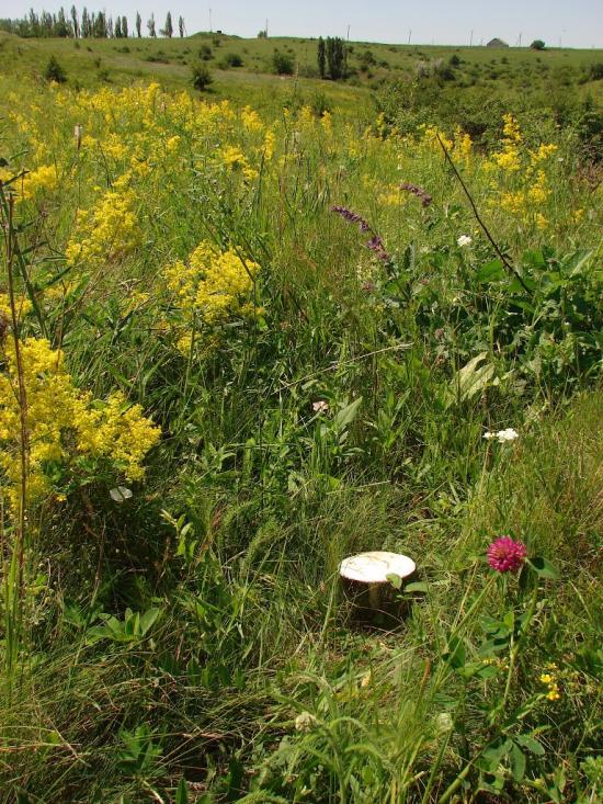 Никанорівка з panoramio.com - Никаноровка