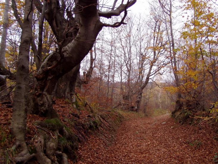Руський Мочар з panoramio.com - Русский Мочар