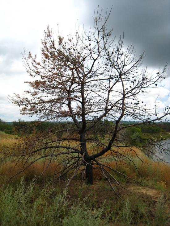 Піщане з panoramio.com - Pischane