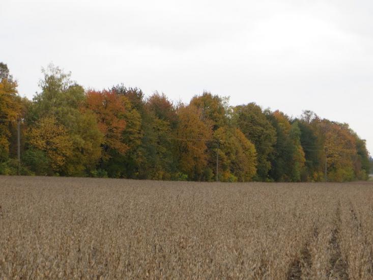 Бохоники з panoramio.com - Бохоники