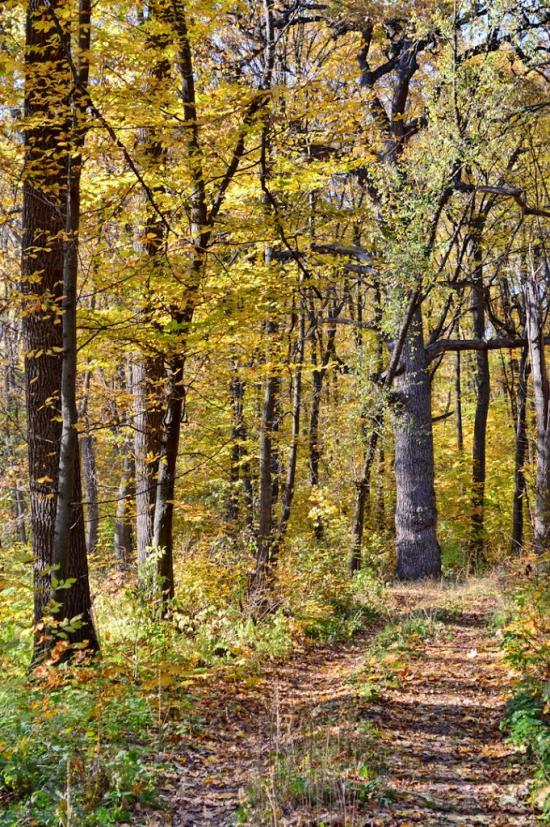 Балаклея з panoramio.com - Балаклея
