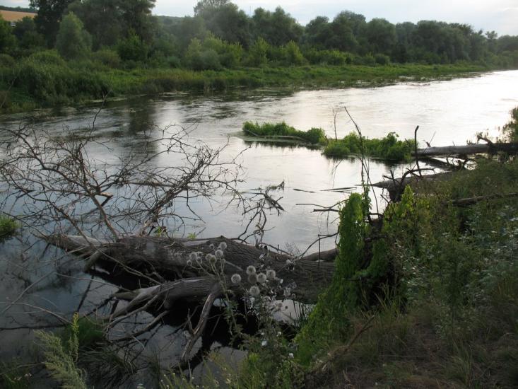 Синичине з panoramio.com - Синичине