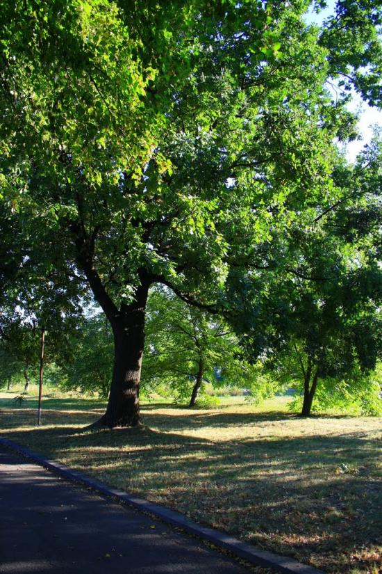 Шевченкове з panoramio.com - Шевченкове