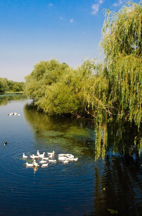 Борова з panoramio.com - Борова