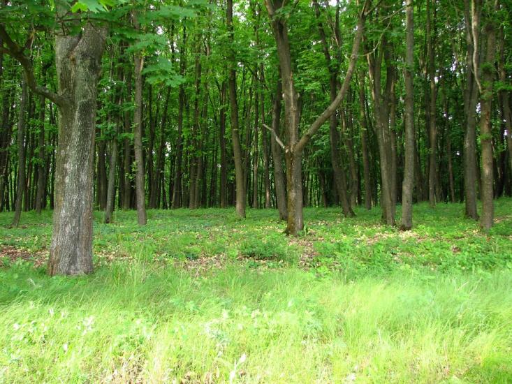Кочеток з panoramio.com - Kochetok