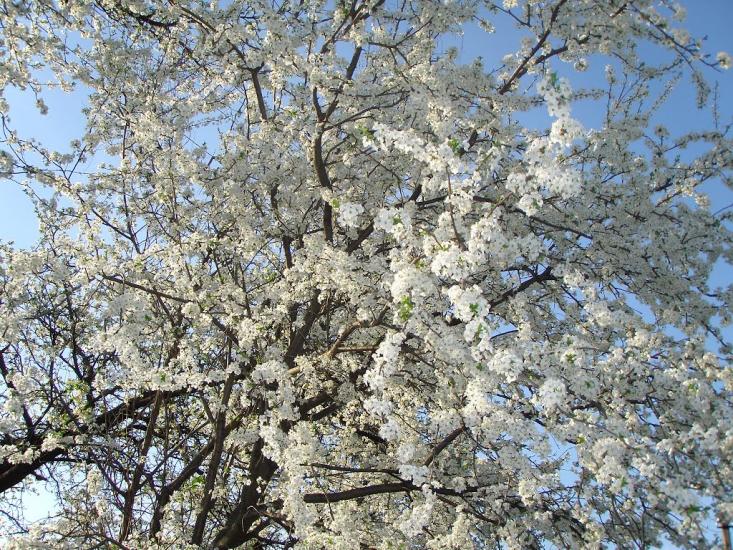 Сонячне з panoramio.com - Солнечное