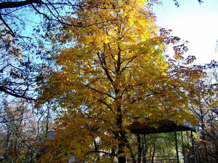 Ясенівський з panoramio.com - Ясеновский