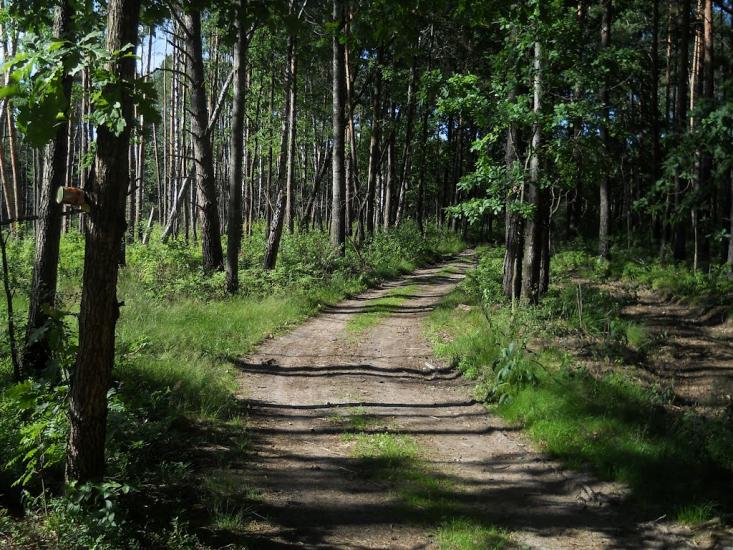 Струмок з panoramio.com - Струмок