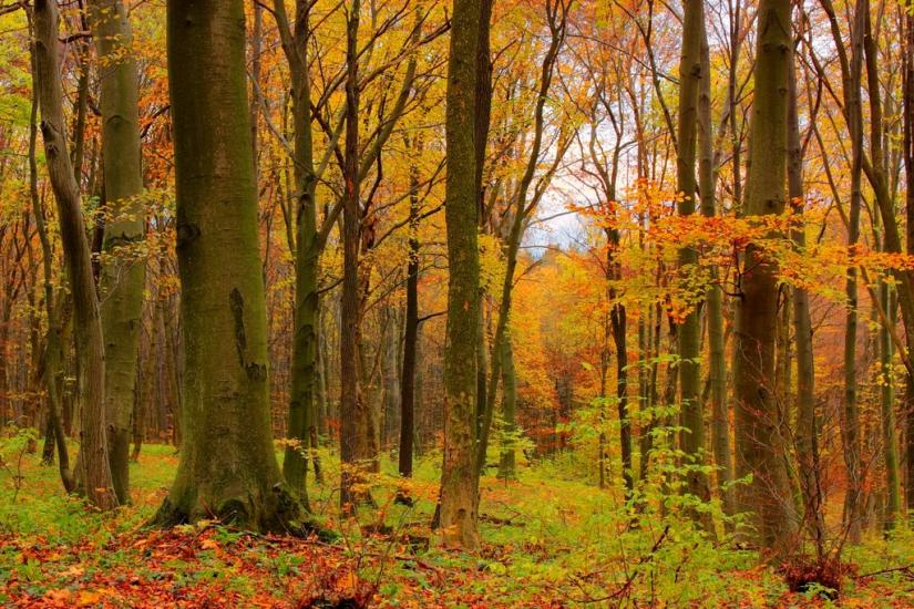 Гавареччина з panoramio.com - Гавареччина