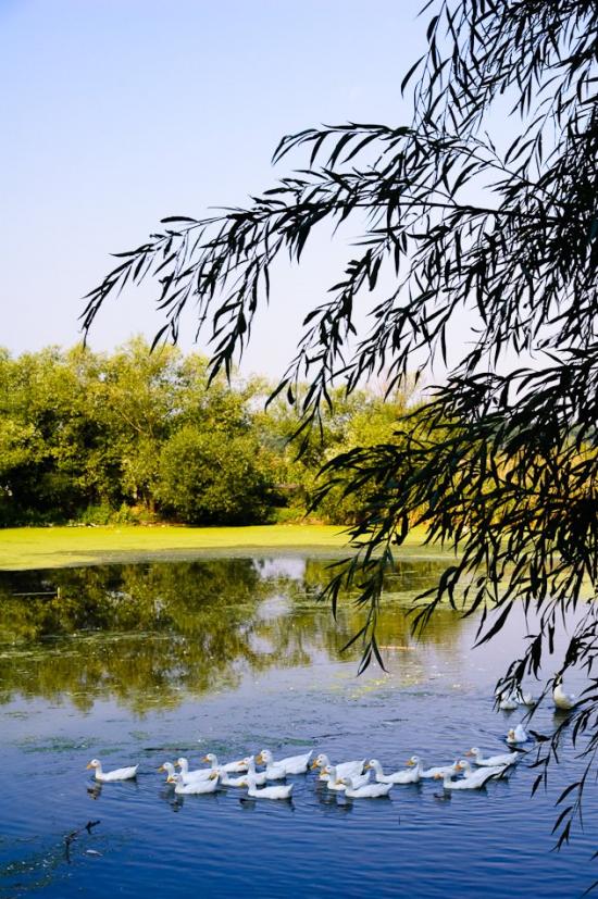 Борова з panoramio.com - Борова