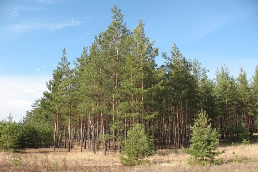 Підлісне з panoramio.com - Pidlisne