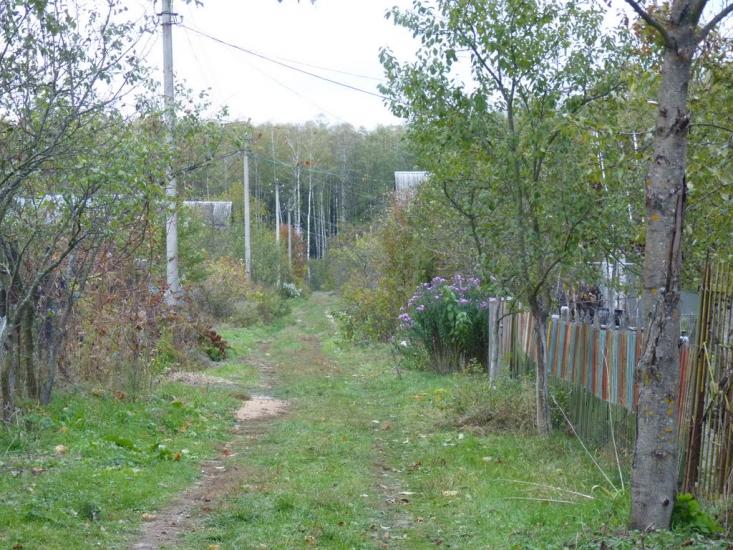 Деревини з panoramio.com - Деревины