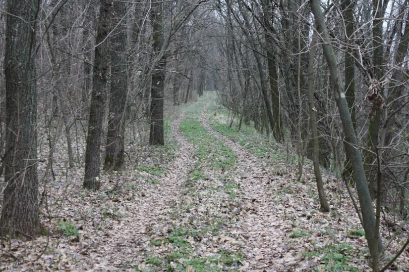 Лящівка з panoramio.com - Lyaschivka