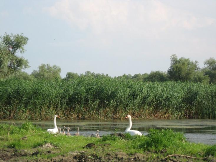 Дунайське з panoramio.com (ч.2) - Дунайське