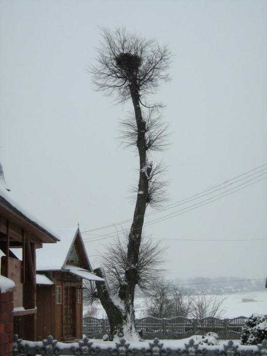 Ріпнів з panoramio.com - Репнев