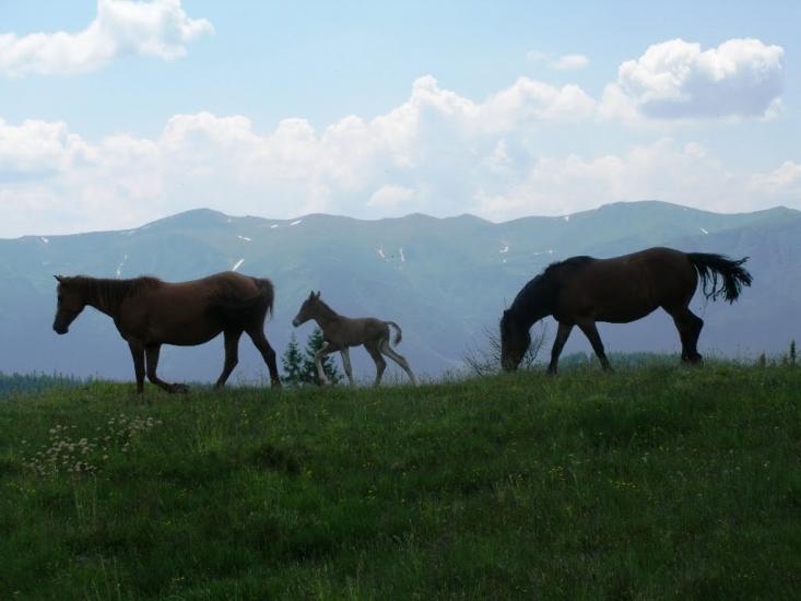 Кривопілля з panoramio.com - Кривопілля