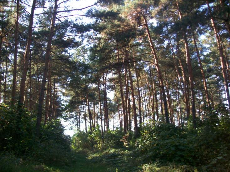 Флорине з panoramio.com - Флорине