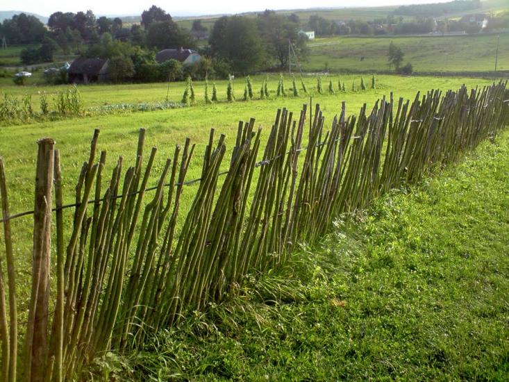 Конів з panoramio.com - Конів