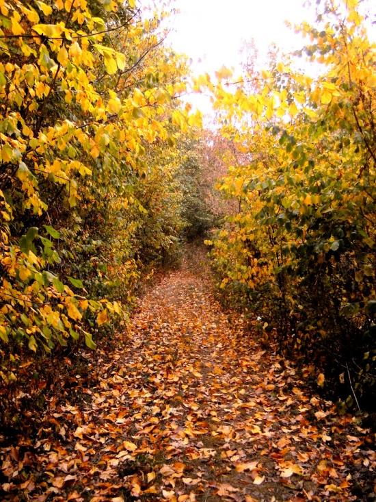 Травневе з panoramio.com - Травневе