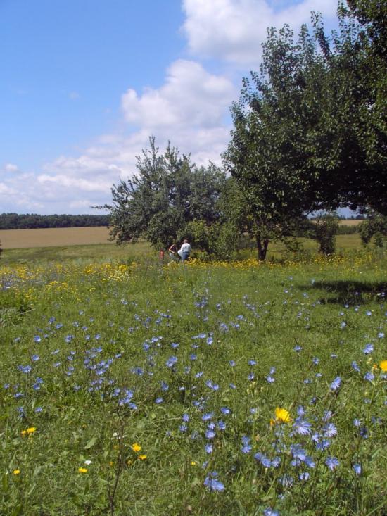 Мізяки з panoramio.com - Мізяки