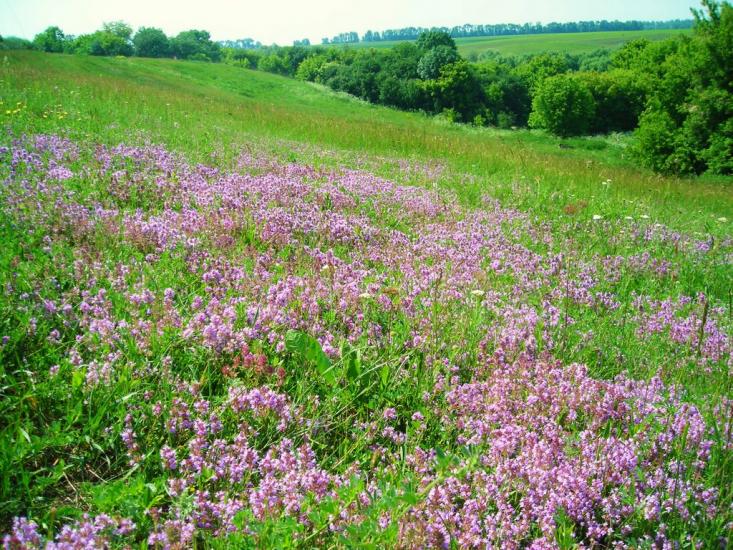 Єлизаветівка з panoramio.com - Єлизаветівка
