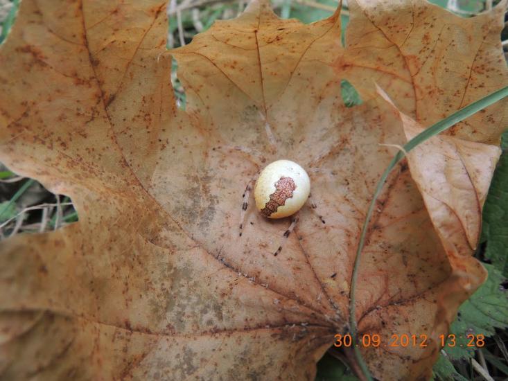 Піщане з panoramio.com - Піщане