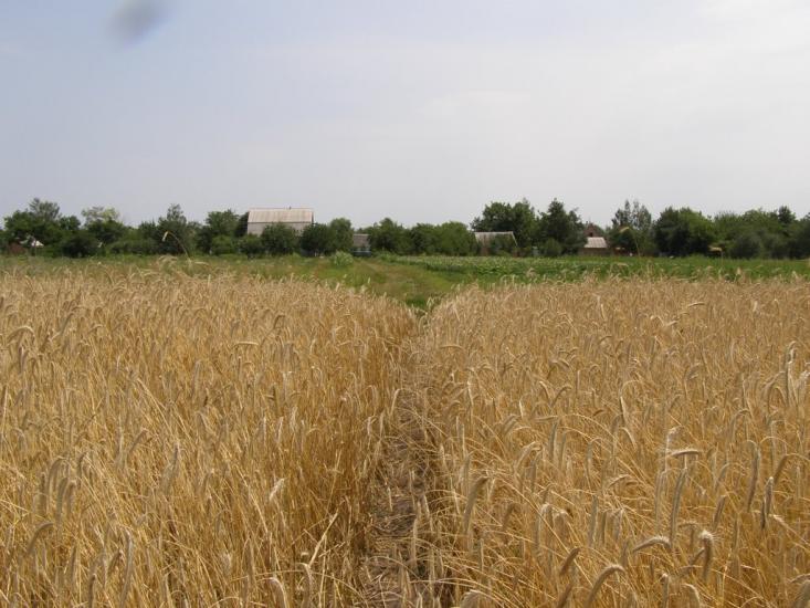 Пінчуки з panoramio.com - Пинчуки